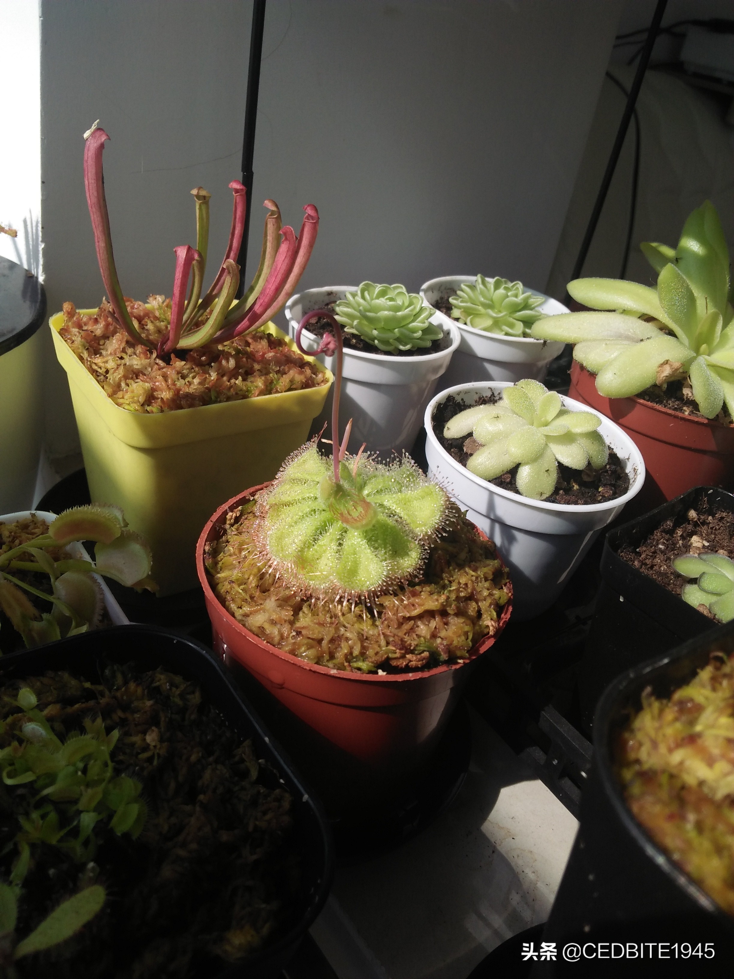 捕虫效率最高的食虫植物——茅膏菜种植攻略