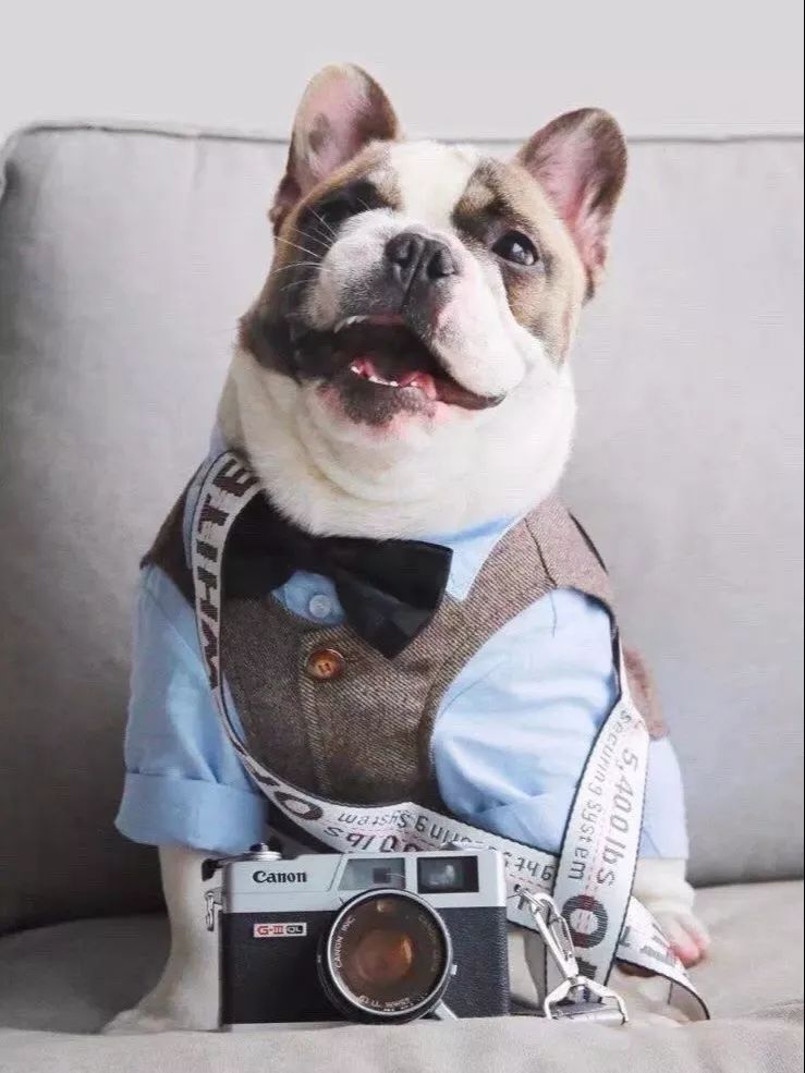 金链子狗潮牌,潮牌boy金链子