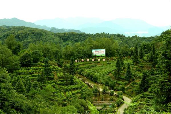 成都周边春季徒步旅游攻略,成都森林徒步旅游攻略