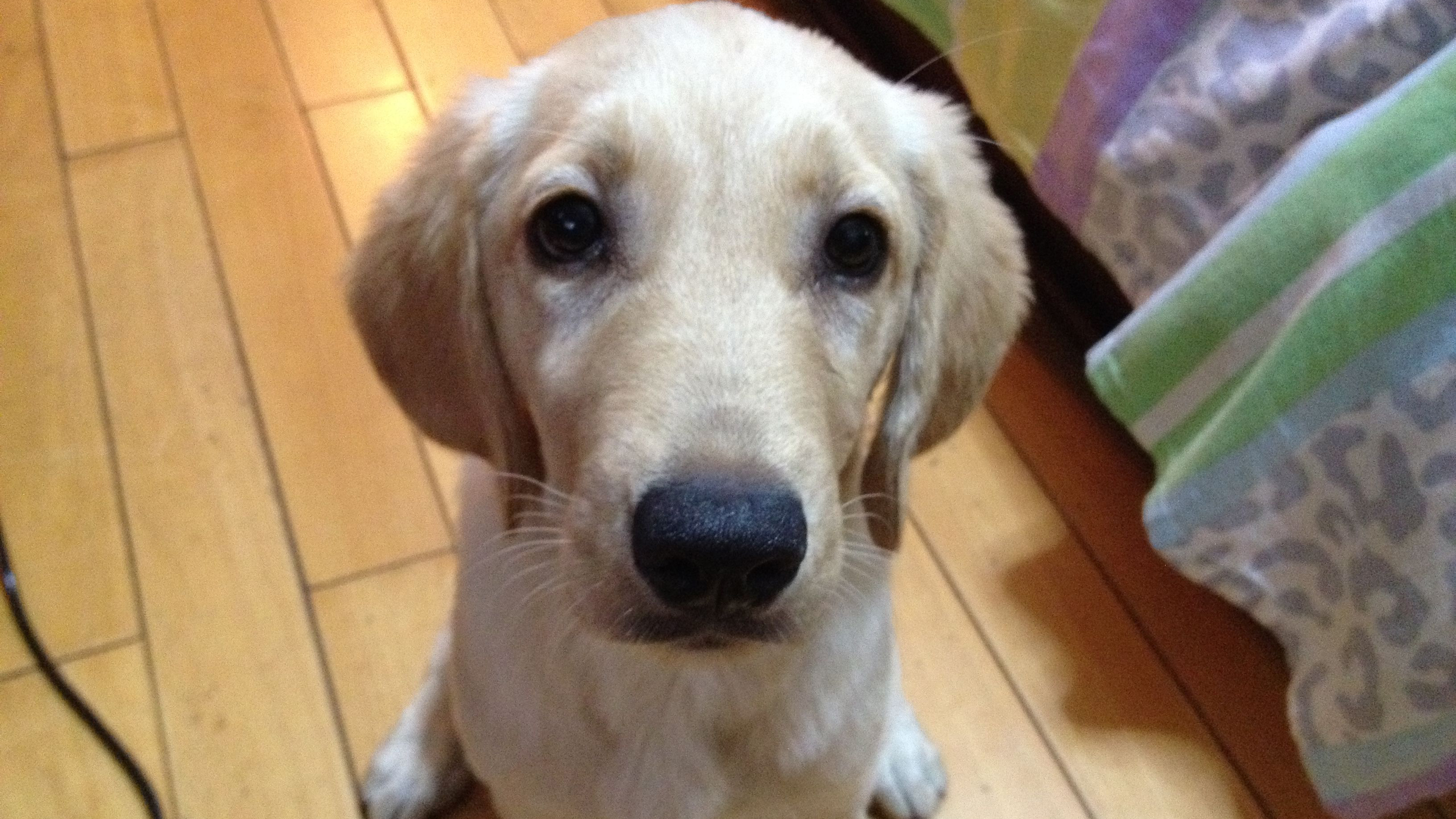 狗狗翻垃圾桶怎么处罚责骂都没用，其实解决方法很简单