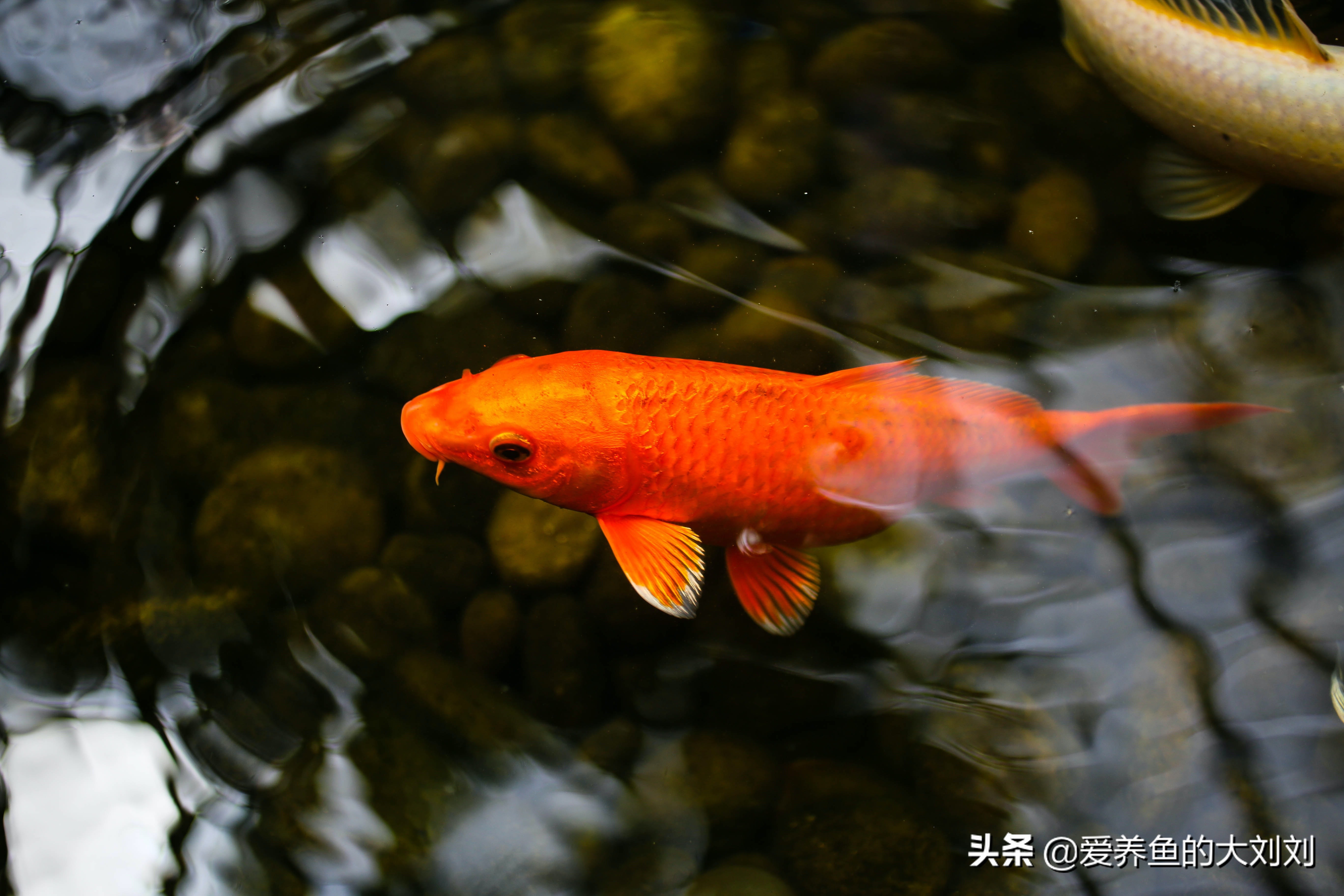 养鱼密度大注意事项,养鱼密度大需要注意什么