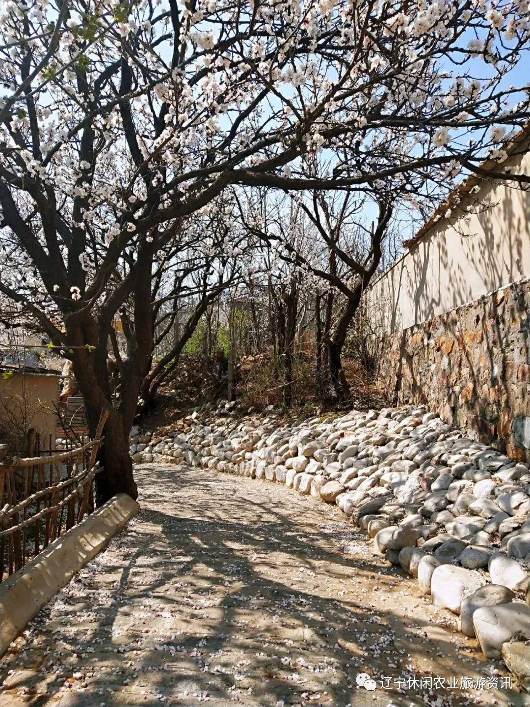 旅顺杏花村风景,旅顺杏花微雨醉春风