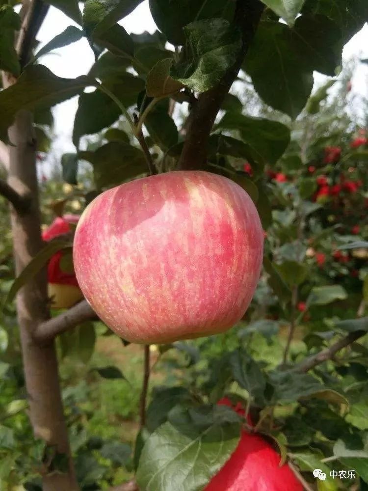 何巨才果园管理,何巨才作品