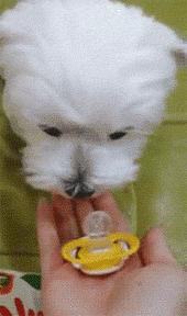 狗狗异物划伤肠道症状,狗狗吃什么润滑肠道利于异物排出