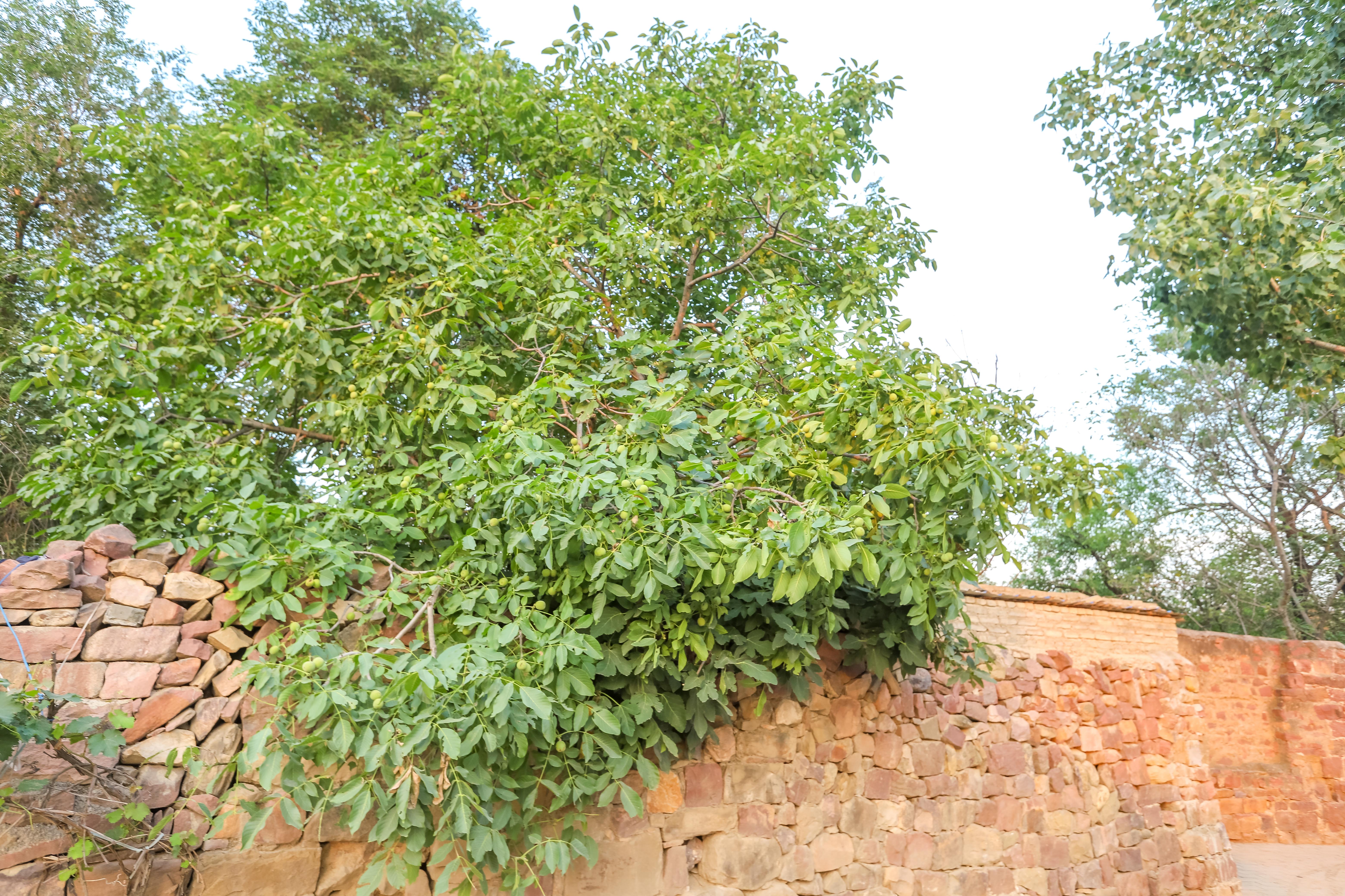 河南最美淳朴古镇在哪里,河南最低调古镇