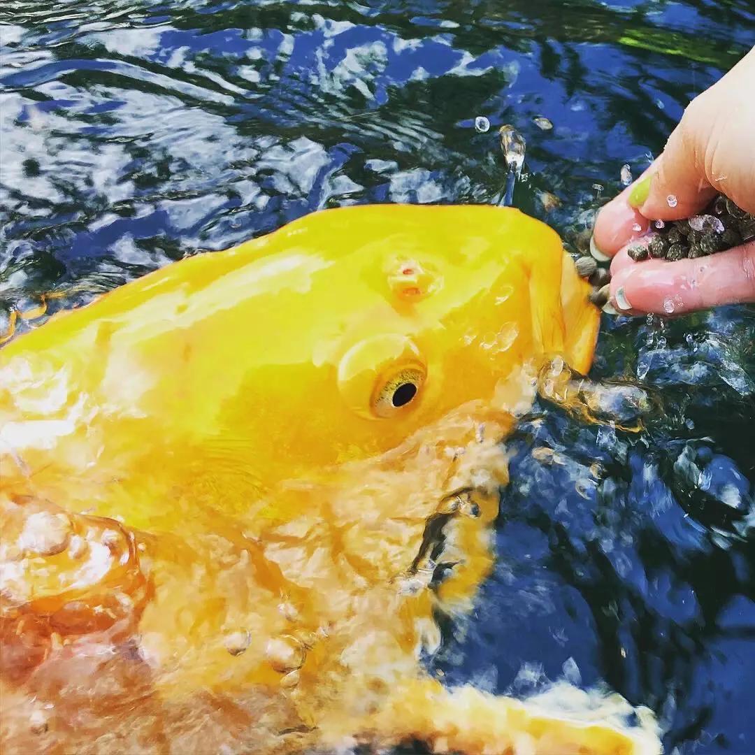 天气转凉锦鲤鱼需加氧,气温回暖锦鲤投喂饲料前准备工作
