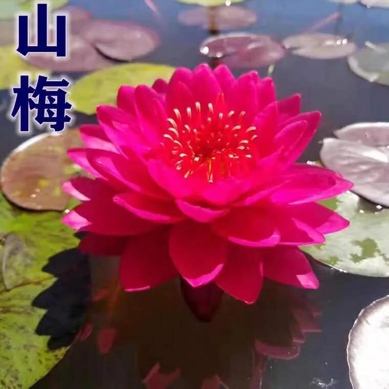 睡莲的生长过程知识大全,睡莲科普