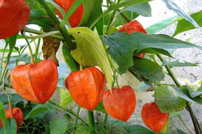 止咳可以吃糖吗,止咳可以吃柿子吗