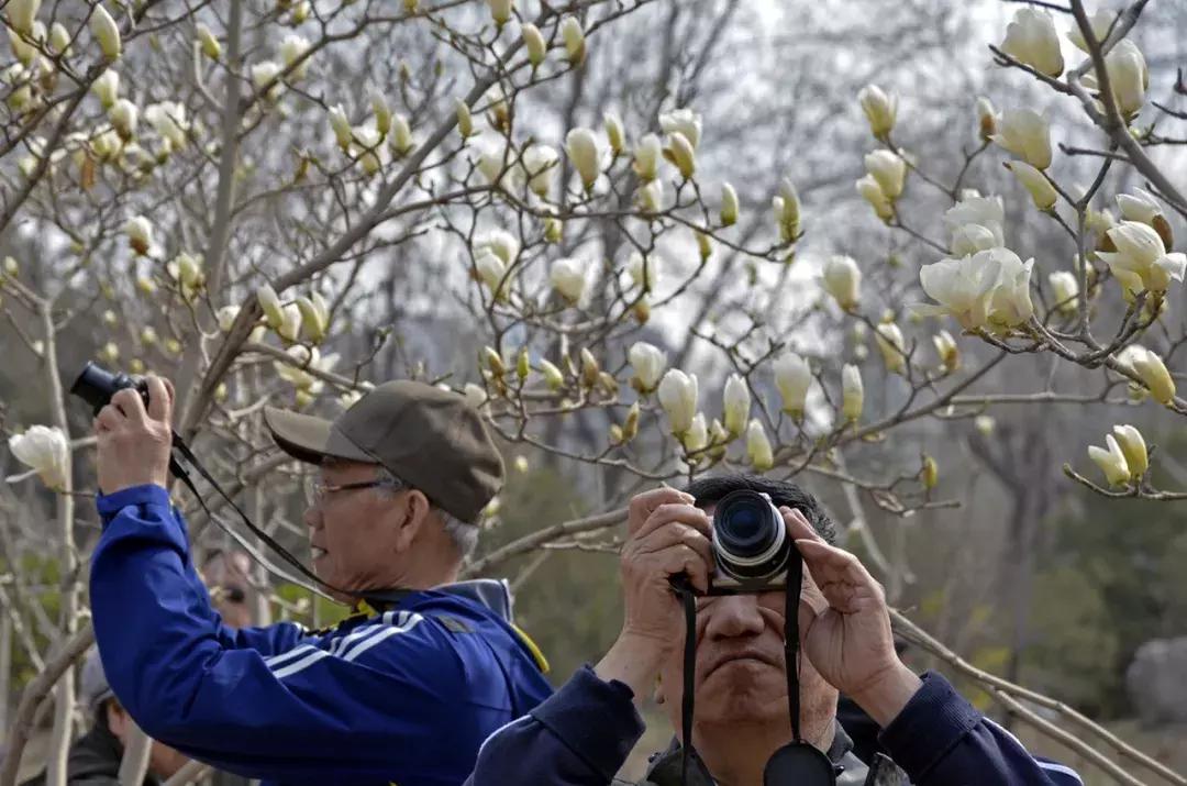 天津除了桃花堤哪里还有桃花,天津看桃花的北运河桃花堤