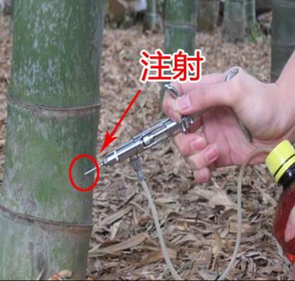 如何提高冬笋产量?做好以下四点十二个细节,增产提效益