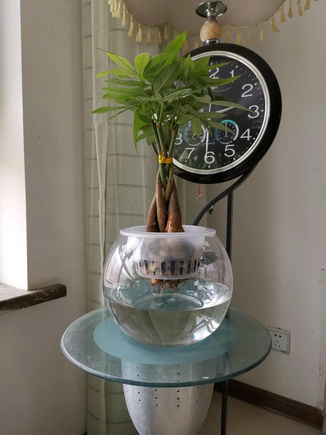 夏天养几盆水培花，清凉又干净，只用水就爆满根，叶子绿得直冒油