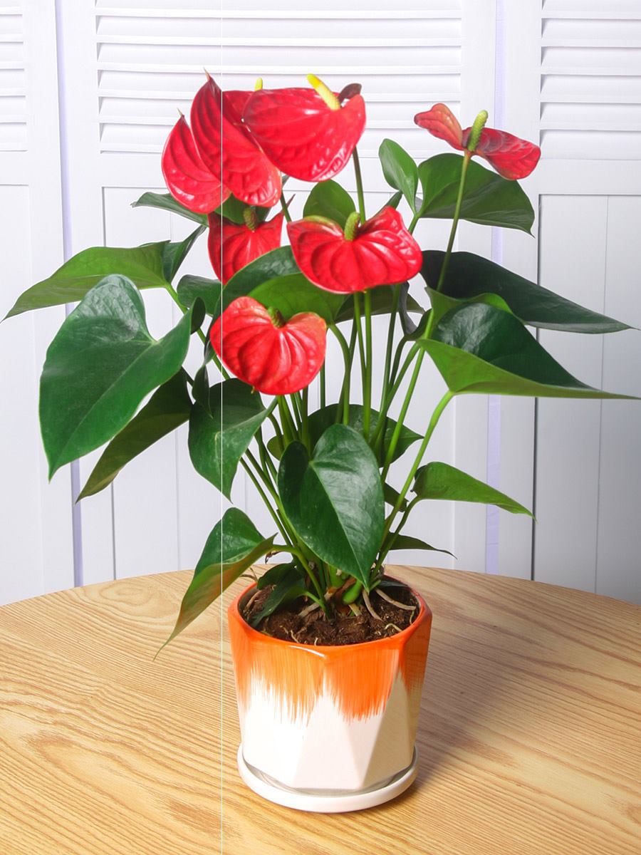 好养的盆栽花卉排名前十,盆栽花比较好养的有哪些