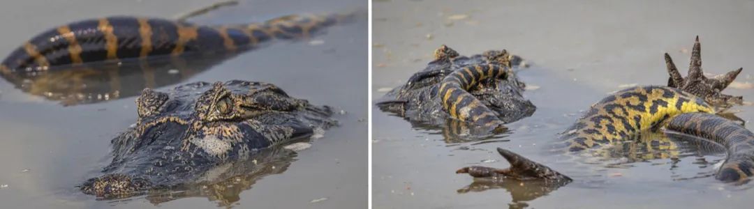 明日方舟森蚺完全体,明日方舟森蚺强度评价