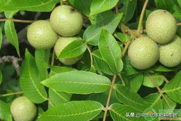 核桃成熟的时候怎样去皮,核桃采收的正确方法