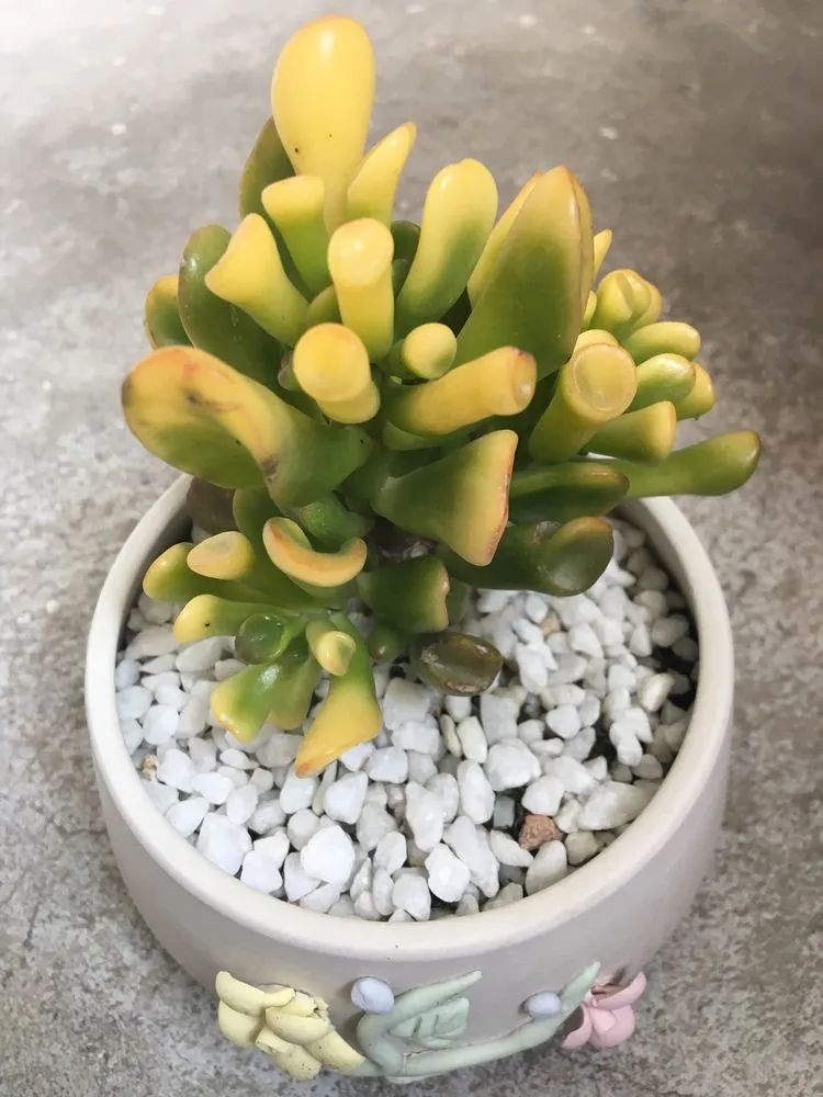 五颜六色的透明多肉,颜色超好看的多肉