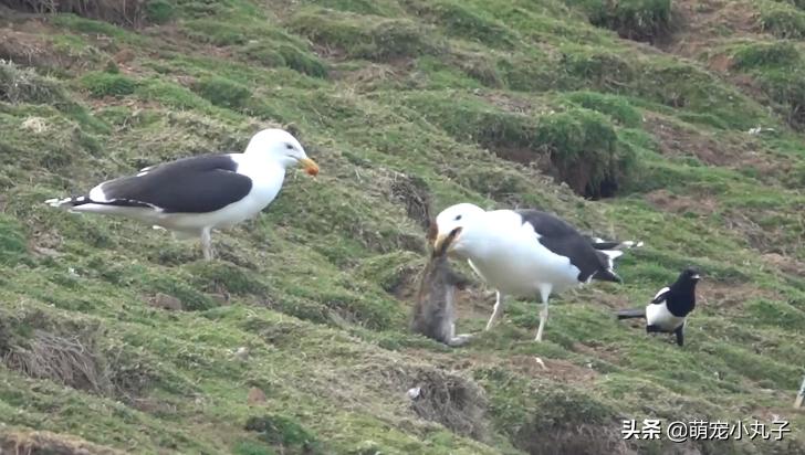 海鸥活吞了一只兔子,罕见海鸥遇到兔子一口将其吞下