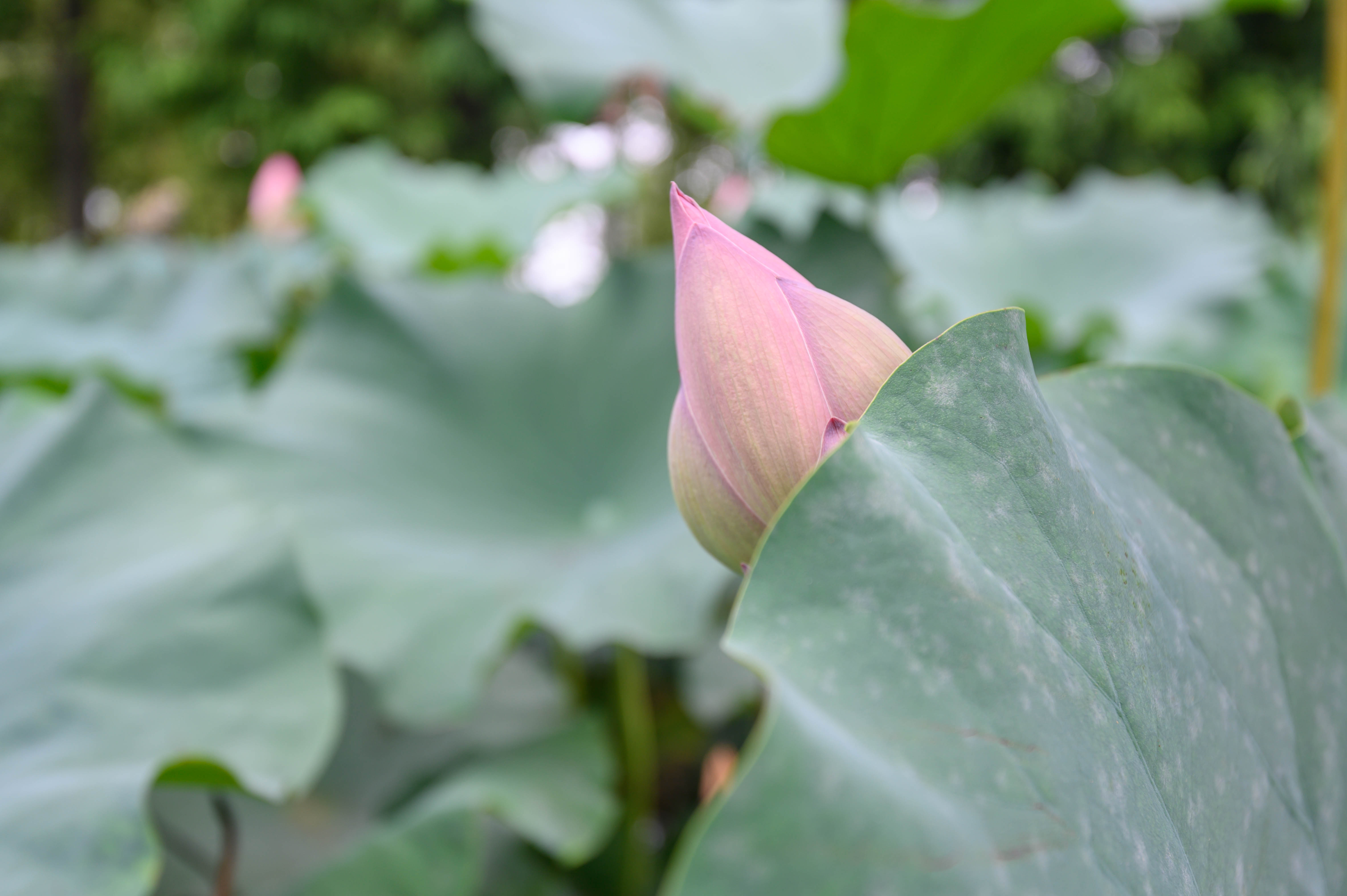 知道乌村吗，孩子来了就不愿离开，住乌村去西栅可以省150元