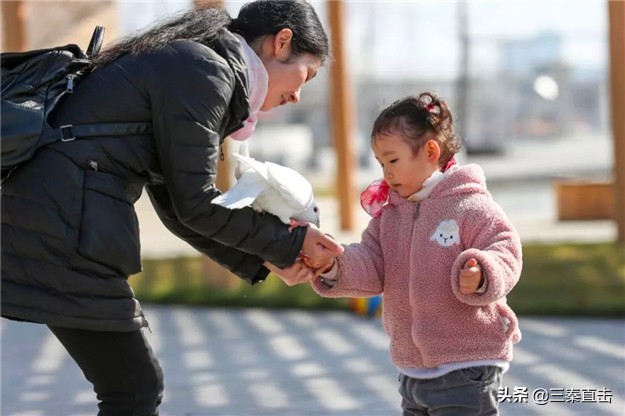 鸽子的家在哪里,鸽子的新家在哪里