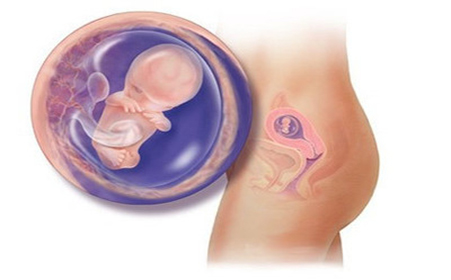 胎儿附属物胎盘、胎膜、脐带、羊水的形成与功能，你知道吗？