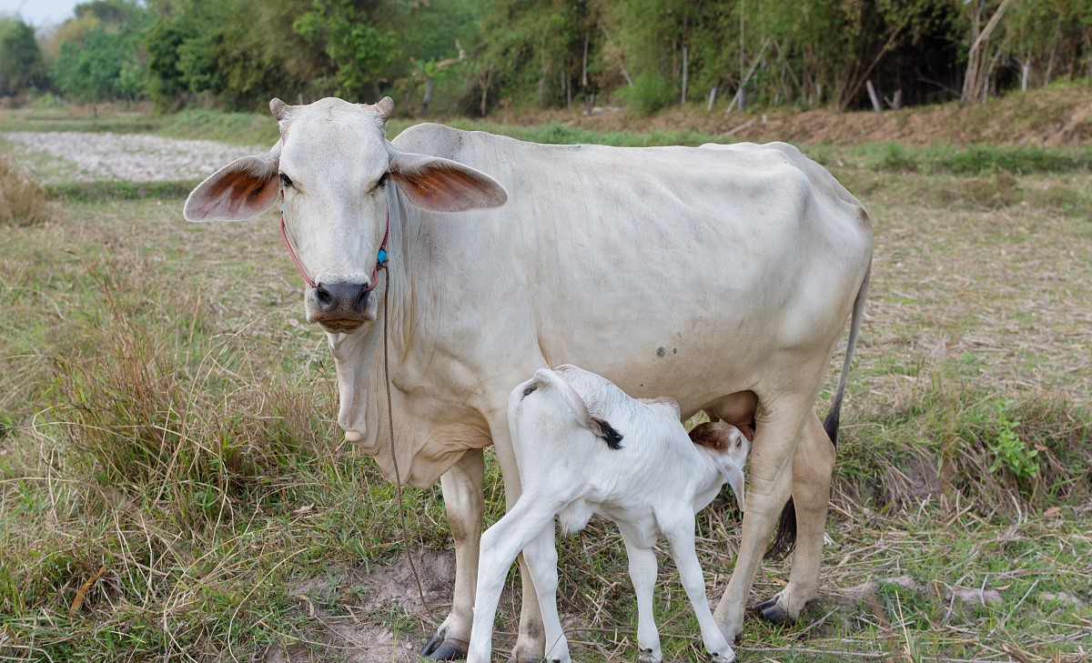喝了很多催奶汤奶还是很少,喝催奶颗粒奶水会变多吗