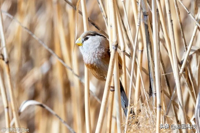 适马定焦哪一支画质最优秀,适马24mmf2.8定焦测评