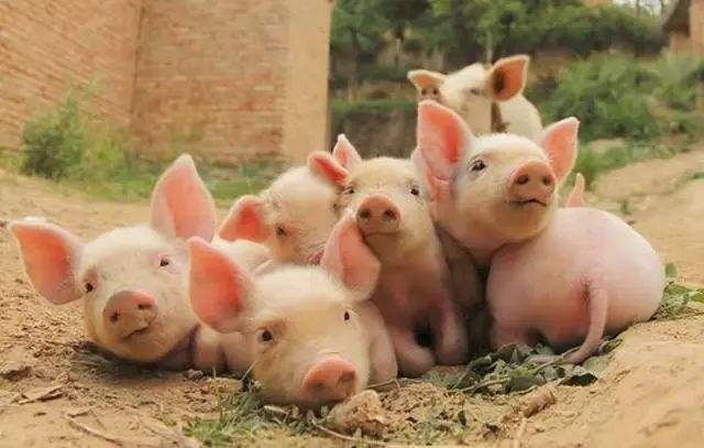 母猪产后乳房有硬块怎么治疗,母猪产后乳房有疙瘩是什么病