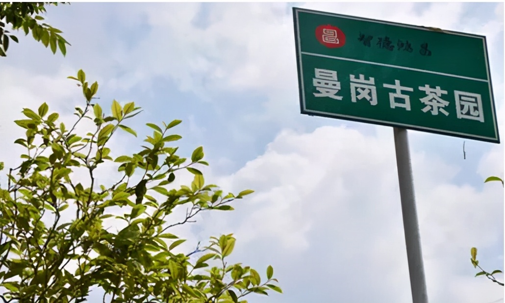 临沧邦东茶区都有什么茶,临沧邦东古树茶