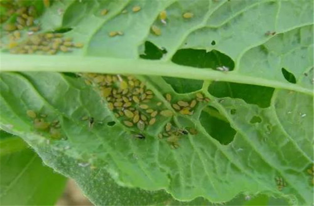 西瓜虫害及防治,西瓜虫害与防治