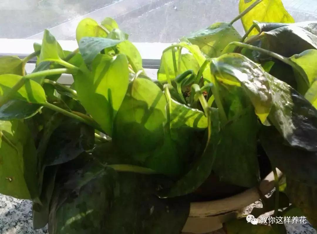 冬天绿萝冻伤后怎么补救,绿萝被冻伤根茎变黑叶子打蔫咋办