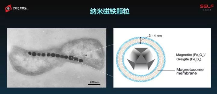 塑料降解微生物的发展,塑料可以被微生物降解吗