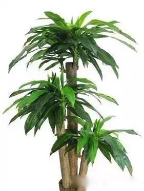 献给那些养花每次都养死的人文案,一直养死花但从未放弃养花