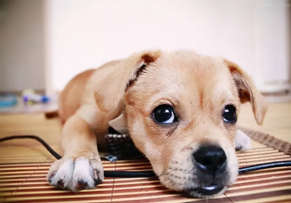 养宠日记狗狗尿尿是血是怎么回事,养狗狗心得