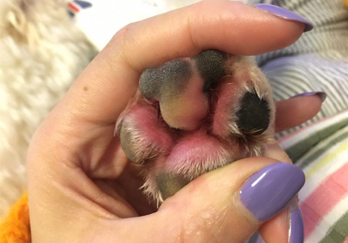 关于狗狗的辟谣,辟谣狗狗鼻子干就是生病