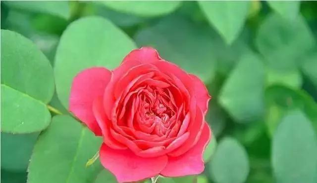 一万年一次的2020520;一起认识100种玫瑰~别送错啊