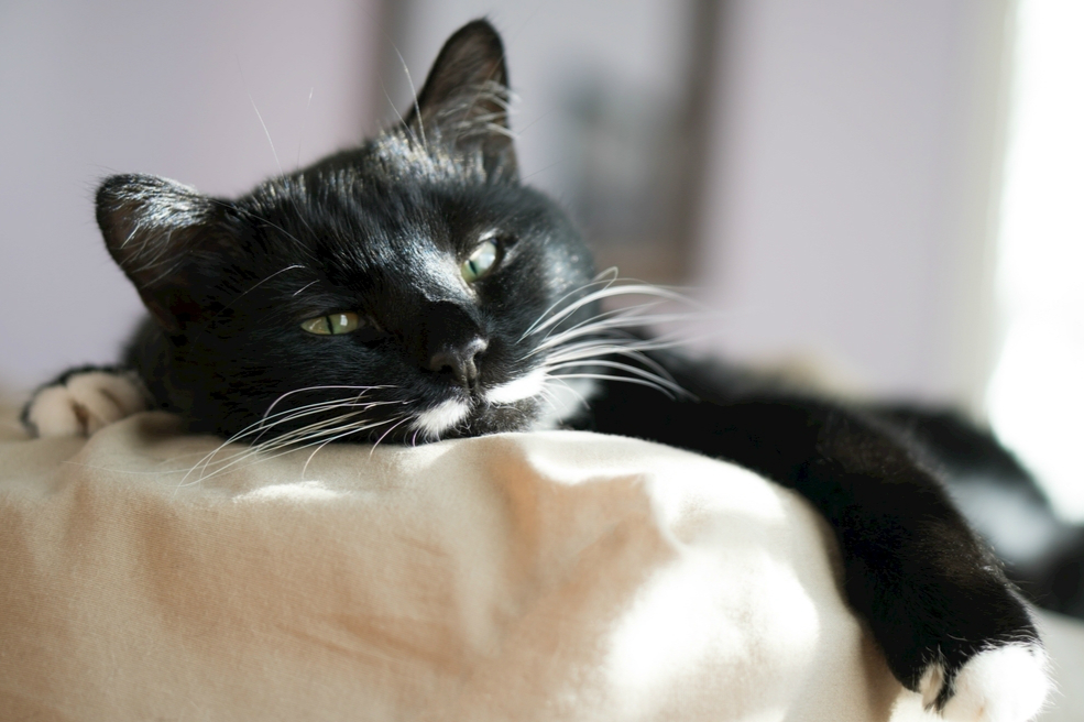 怎么挑猫咪羊奶粉,猫咪的羊奶粉的正确冲调方法