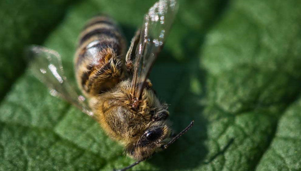 彻底消灭蜂农养的蜜蜂最简单方法,蜜蜂常见病害及防治方法