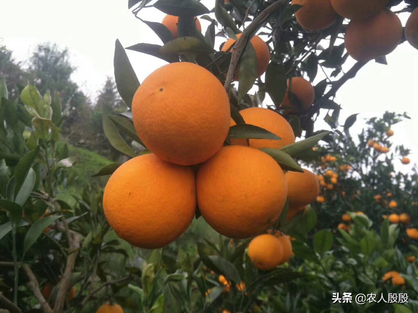 柑橘溃疡病树脂病用什么杀菌剂,柑橘树脂病最有效的杀菌剂