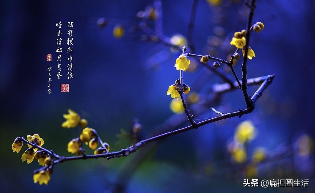 山园小梅疏影横斜水清浅,山园小梅疏影横斜水清浅手势舞