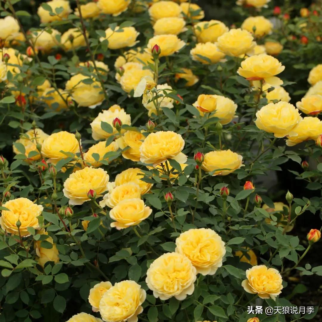 不容易，天狼自育终于打折了！空蒙只要50不到！