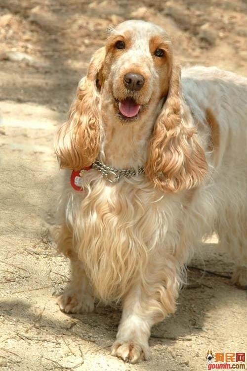 狗狗大全,送给喜欢狗的人）