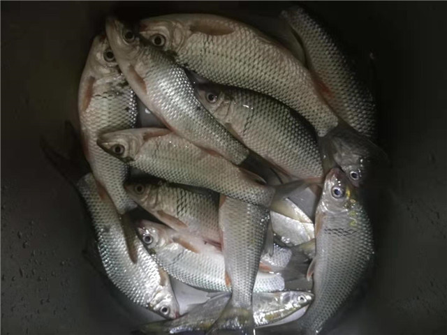 如何钓鲮鱼教你一招,钓鲮鱼饵料怎么搭配