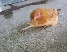 鸡得了马立克病肉还能吃吗,马立克治鸡病的最佳方法