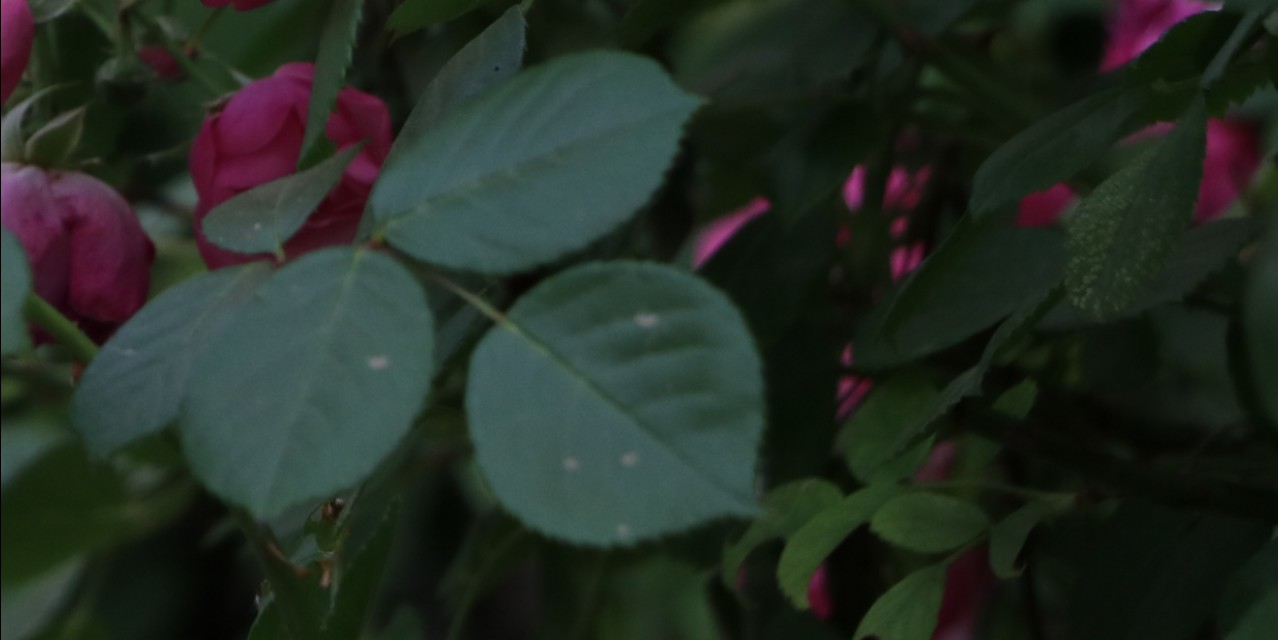 爬藤玫瑰和蔷薇的区别,蔷薇月季玫瑰区别