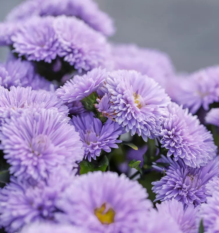 “花开爆盆”的成就感不是所有植物都能给你的，而它就可以