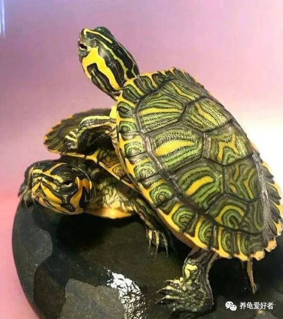 养龟的100个常见问题,养龟经常出现什么病
