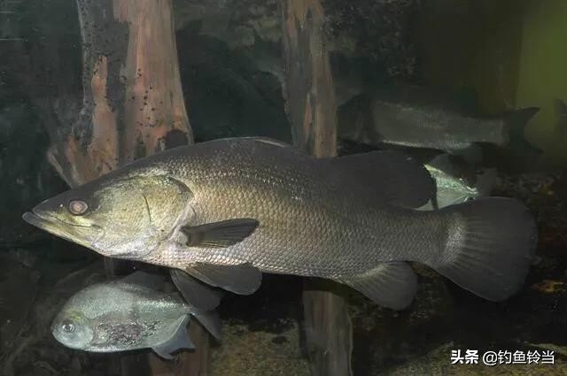 形似鲥鱼的鱼有哪些,在没有鳜鱼的河里能放生鳜鱼吗