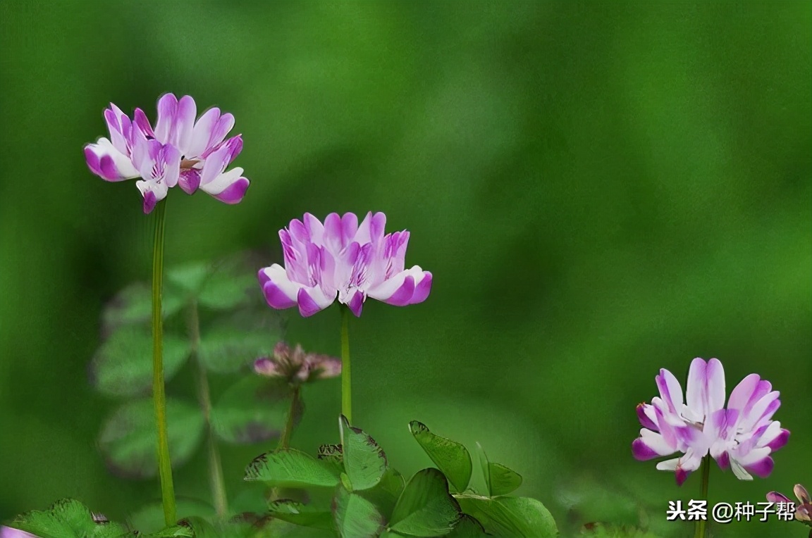 紫云英和洋槐蜂蜜有什么区别,紫云英流蜜的特点