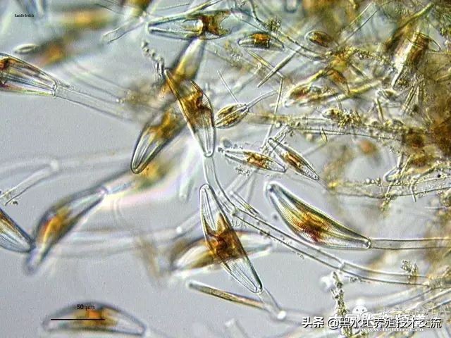 100种水产藻类,水产藻类图谱及名称