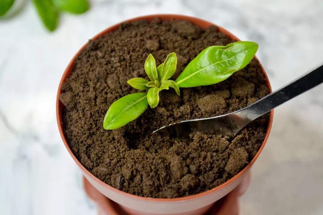 养花怕招虫子怎么办,养花怕蚂蚁怎么办视频教程