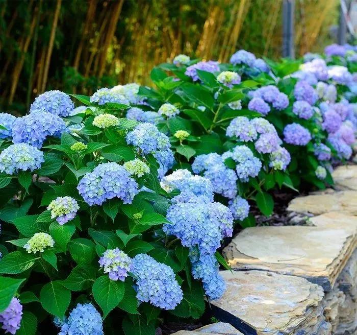 三月最适合种什么花？照着下面养准不会错！好养又好看，满屋飘香